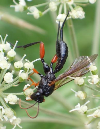 Réf. 264 274 : Phaenolobus terebrator